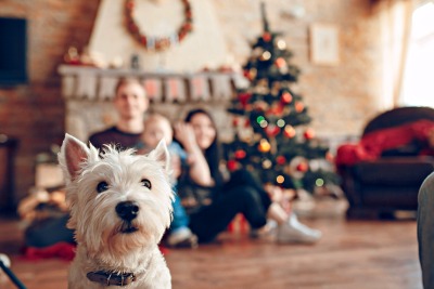 earn money by hosting pets